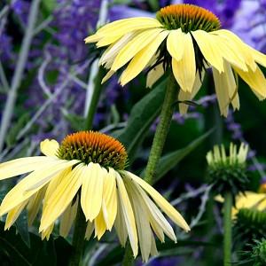 Echinacea 'Sunrise', Coneflower 'Sunrise', Echinacea 'Big Sky Sunrise', Echinacea 'Big Sky Series, Yellow Coneflowers, Drought tolerant perennials, Cone flowers, Coneflowers